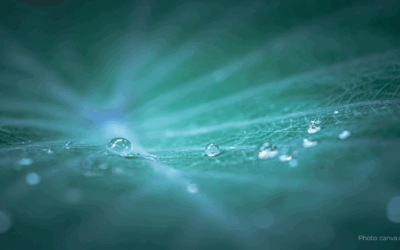 A New Story of Manifestation: A Return to Reciprocity