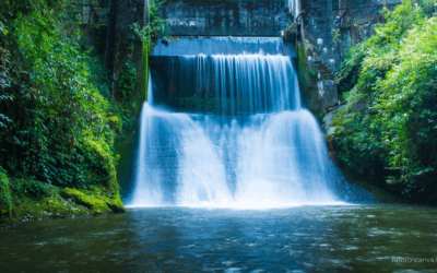 The Ecology of Consent